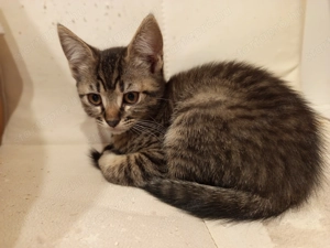 Perzsa anyától barna cirmos kislány kiscica  - kép 4