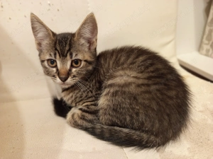 Perzsa anyától barna cirmos kislány kiscica  - kép 3