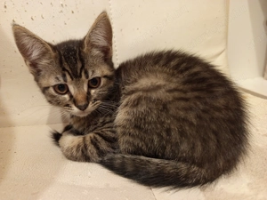 Perzsa anyától barna cirmos kislány kiscica 