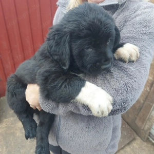 Közép ázsiai juhász kiskutyák. 