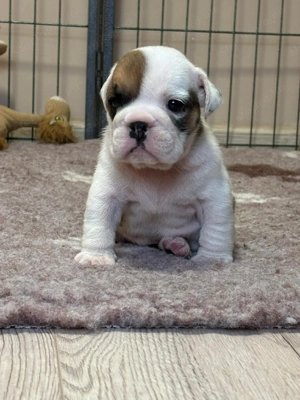 Angol Bulldog kiskutyák