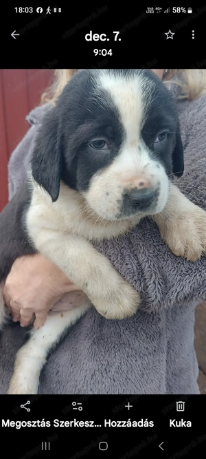 Közép ázsiai juhász kiskutyák.  - kép 2