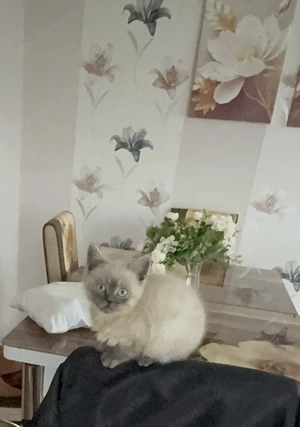 Brit fiúcska gazdit keres