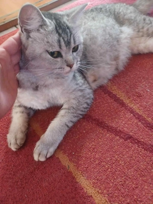 Brit fiúcska gazdit keres - kép 3