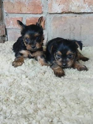 Yorki yorkshire terrier kiskutyák foglalhatók - kép 2