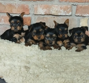 Yorki yorkshire terrier kiskutyák foglalhatók