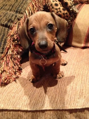 Tacskó kölykök  - kép 2