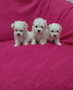 Bichon havanese kutyuskák 