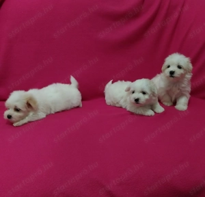 Bichon havanese kutyuskák  - kép 3