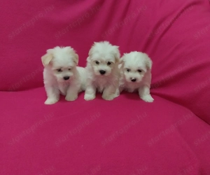 Bichon havanese kutyuskák  - kép 2