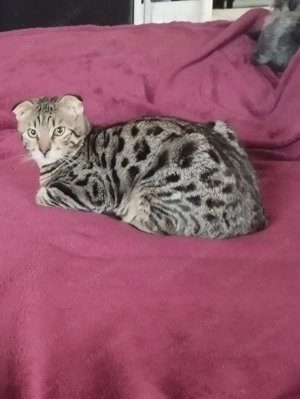 Skót lógófülű cicus - kép 2