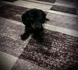 Törzskönyvezett törpe tacskó  - kép 3