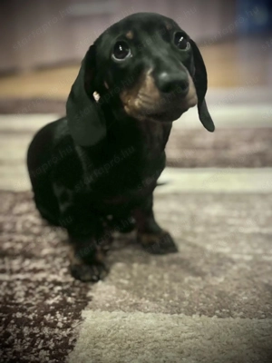 Törzskönyvezett törpe tacskó  - kép 2