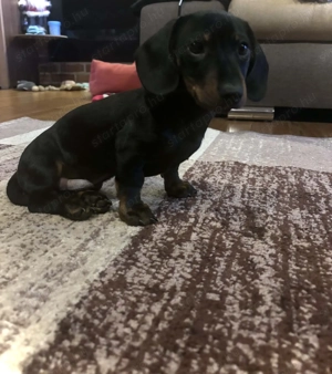 Törzskönyvezett törpe tacskó  - kép 4