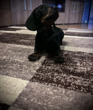 Törzskönyvezett törpe tacskó  - kép 5