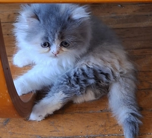 Perzsa kiscicák eladók! - kép 3