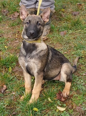 Német juhász jellegű kislány szerető gazdit keres  - kép 3