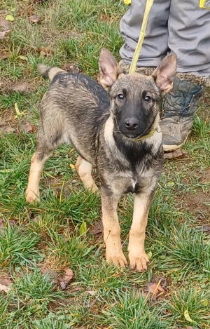 Német juhász jellegű kislány szerető gazdit keres  - kép 2