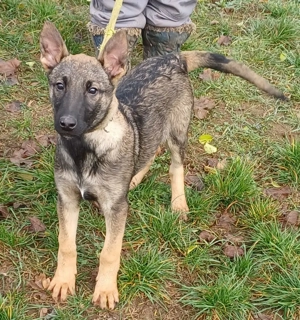 Német juhász jellegű kislány szerető gazdit keres  - kép 5