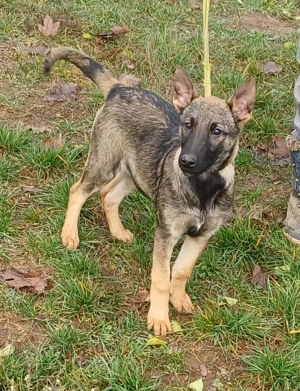 Német juhász jellegű kislány szerető gazdit keres  - kép 4