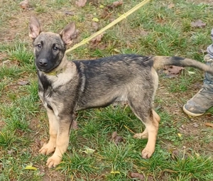 Német juhász jellegű kislány szerető gazdit keres  - kép 6