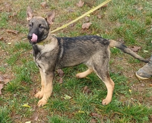 Német juhász jellegű kislány szerető gazdit keres 