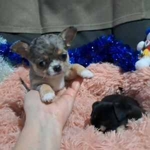 Meseszép csivava kiskutyusok - kép 2