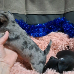 Meseszép csivava kiskutyusok - kép 3