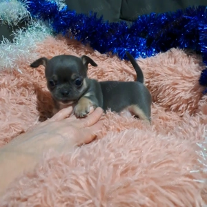 Meseszép csivava kiskutyusok - kép 4