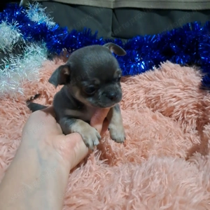 Meseszép csivava kiskutyusok - kép 5