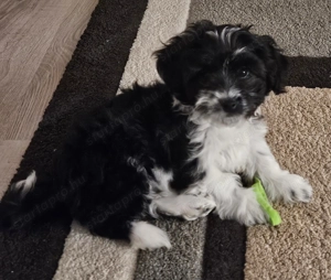 5 oltással, chippel 4,5 hónapos lány 