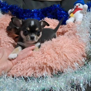 Meseszép csivava kiskutyusok - kép 6