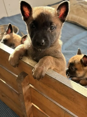 Eladó Malinois X kiskutyák