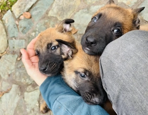 Eladó Malinois X kiskutyák - kép 3