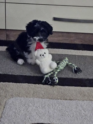 5 oltással, chippel 4,5 hónapos lány  - kép 2