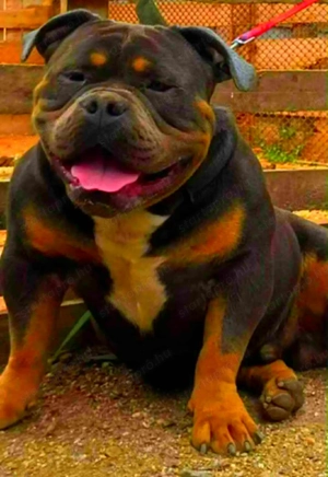 Amerikai Bully kutyák