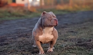 Amerikai Bully kutyák - kép 2