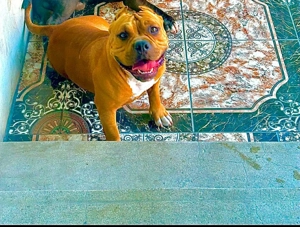 Amerikai Bully kutyák - kép 3