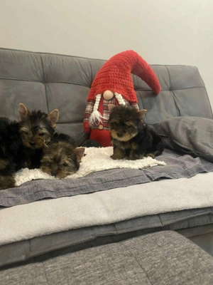 Yorkshire terrier kiskutyák - kép 3