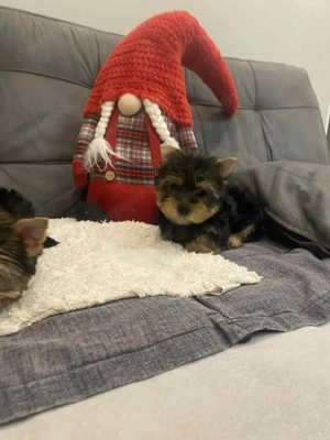 Yorkshire terrier kiskutyák - kép 2