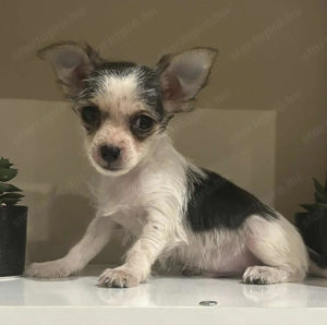 Csivava extramini!! Kiskutya