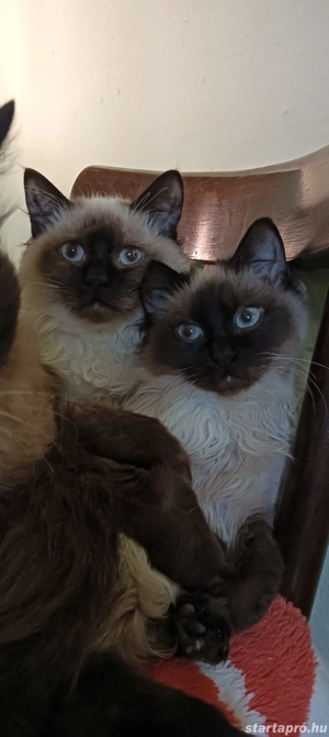 Ragdoll kiscicák lány és fiú, Seal point 