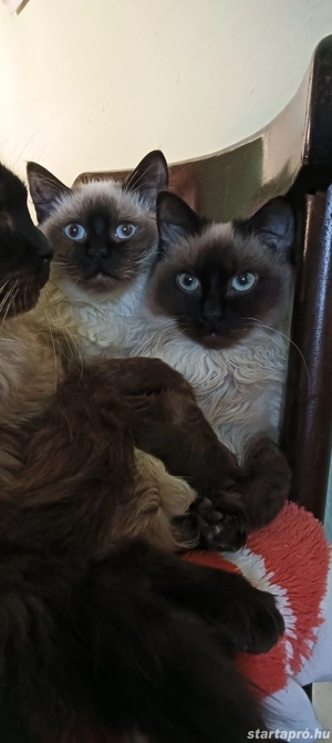 Ragdoll kiscicák lány és fiú, Seal point  - kép 11