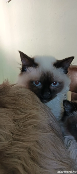 Ragdoll kiscicák lány és fiú, Seal point  - kép 12