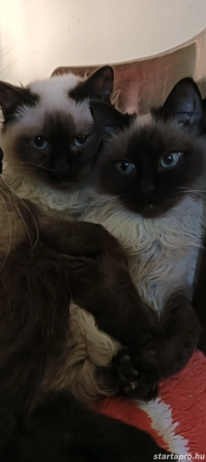 Ragdoll kiscicák lány és fiú, Seal point  - kép 6