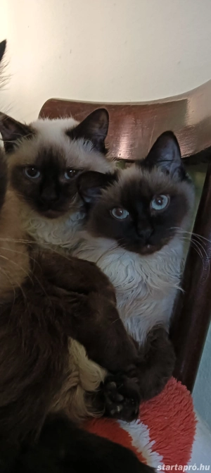 Ragdoll kiscicák lány és fiú, Seal point  - kép 9