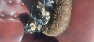 Eladó York-i kan kis kutyák  - kép 2