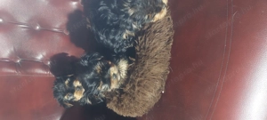 Eladó York-i kan kis kutyák  - kép 3