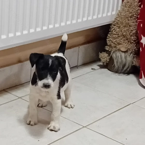 Foxi kiskutyák gazdisodnának