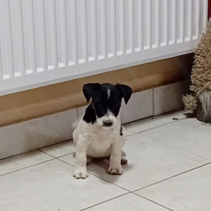 Foxi kiskutyák gazdisodnának - kép 2